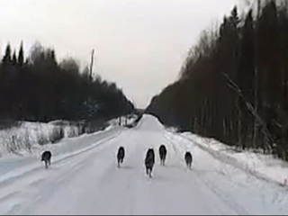 В Архангельской области автомобилистам встретилась стая волков