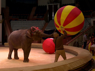 После почти годичного перерыва в Сочи возобновляется работа цирка