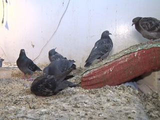 В Первоуральске однокомнатная квартира превратилась в приют для птиц