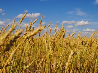 В Чувашии будут производить биоразлагаемый пластик из пшеницы
