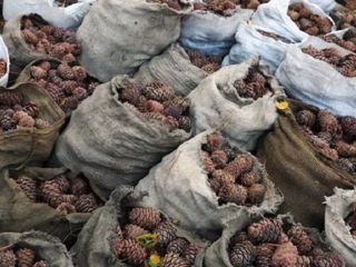 В Приморье задержаны подозреваемые в хищении тонны кедрового ореха