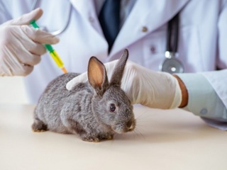 Кроликов привили вакциной из Крыма