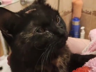 Нижегородец спас умиравшую в вентиляционной шахте кошку