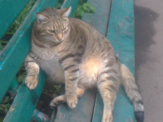 Самый толстый в России кот спас алтайскую пенсионерку от коронавируса