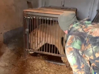 Полицейские спасли львицу в Иркутской области