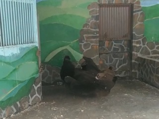 В липецком зоопарке проснулись медведи