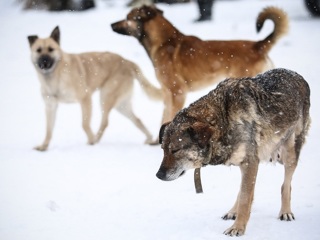 В Оренбурге полиция проверяет факт нападения бродячей собаки на ребенка у школы