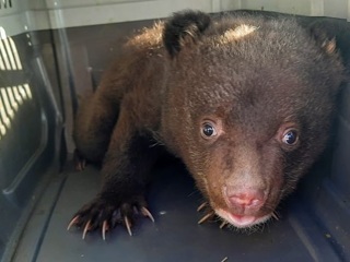 В Приморском крае у дороги найден медвежонок