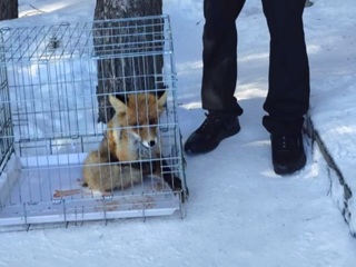 В Сургуте спасли лисенка, бегавшего по аэропорту с капканом на лапе. Видео