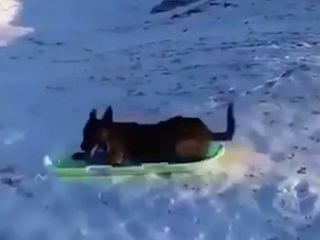 В Перми сняли на видео катающегося на ледянке с горы пса
