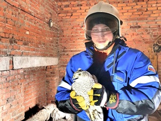 На Урале спасатели засняли освобождение "реактивного" сокола