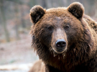 Скандал в Карпатах: крупнейший медведь Европы убит принцем Лихтенштейна