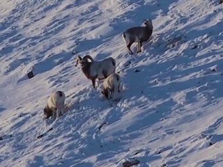 Склоны Полярного Урала ждут новых обитателей: снежные бараны будут обживать дикую природу Ямала