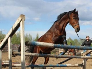 В Ивановской области 11-летнюю девочку затоптали лошади