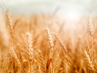 Производители макарон просят ограничить экспорт твердой пшеницы из России