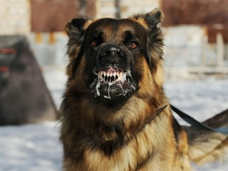 В Оренбуржье собака покусала за губу 10-летнего ребенка