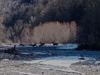 Краснокнижные кавказские олени попали на видео в сочинском нацпарке