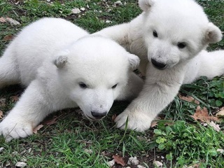 В Сафари-парке Геленджика белым медвежатам выбрали имена