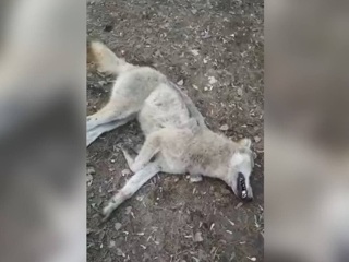 Напавшая на борисоглебца волчица оказалась бешеной