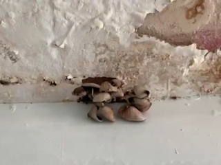 На промокшем потолке в поликлинике Омска выросли грибы