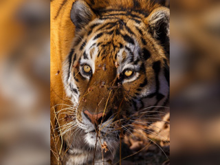 Под Хабаровском неизвестные обезглавили взрослого амурского тигра