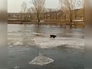 Корова спаслась со льдины в половодье и попала на видео
