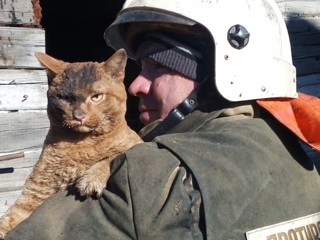 Чудесное спасение: в амурском поселке из огня спасли кота