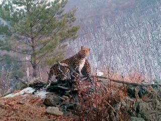 В Приморье на видео попал редчайший дальневосточный леопард