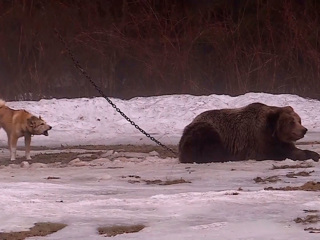 Судьба медведицы Маши на притравочной станции рассорила охотников и зоозащитников
