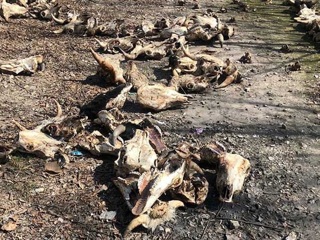 В Тольятти посреди города нашли кладбище домашних животных