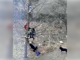 Свора бродячих псов загнала школьников на дерево в Башкирии. Видео