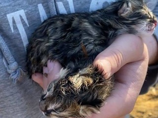 В приморском парке мать бросила новорожденных дальневосточных котят