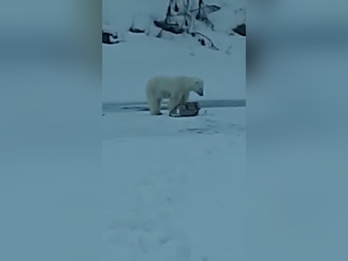 Отдай мои удочки: белый медведь лишил рыбака снастей. Видео