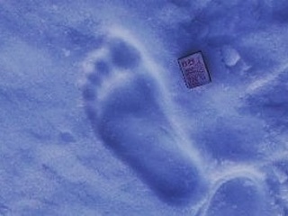 Снежный человек? Следы загадочного существа обнаружены на Ямале