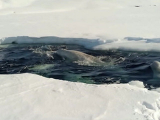 Видео из Сети. Белухи в ледовом плену