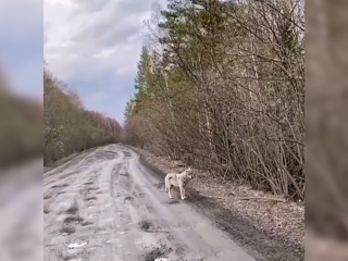Видео из Сети. На дороге в Челябинской области встретили волка
