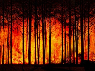 Разум как катастрофа: люди сжигали леса уже 92 тысячи лет назад