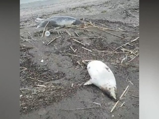 Более 150 мертвых нерп обнаружены на побережье Каспия
