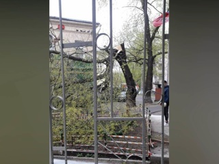Два человека попали в больницы из-за ураганного ветра в Москве