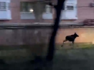 В Ярославле лось устроил спринт по городу