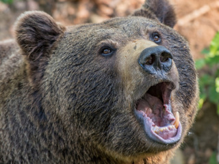 Житель Сахалина выжил после нападения медведя