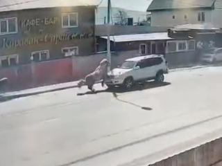 Столкновение лошади с внедорожником на Сахалине попало на видео