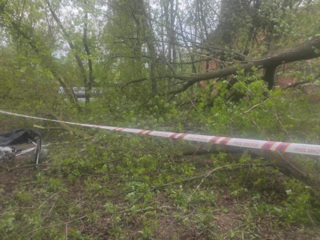 В Подмосковье упавшее дерево убило пенсионерку