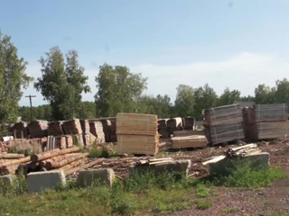 Вырубка леса в Красноярском крае: ущерб превысил 110 млн рублей