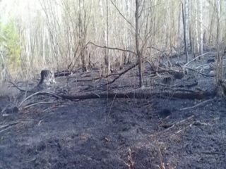 Во время лесного пожара в Красноярском крае задохнулся медвежонок