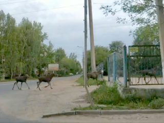 Крупное семейство лосей посетило Тверь и попало на видео