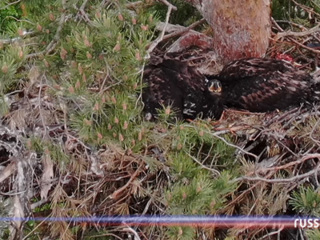 Орлан-белохвостый: в Пензе обнаружили птиц из Красной книги