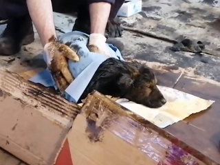 В Мурманске щенят спасли из емкости с мазутом