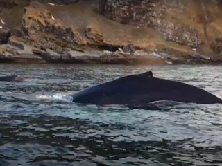 Горбатые киты отведали мойву у берегов Кольского полуострова