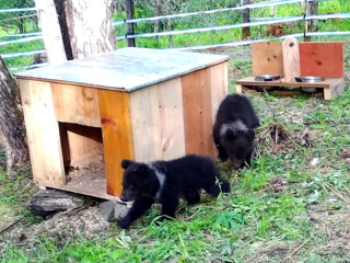 На Алтае открылся реабилитационный центр для медвежат
